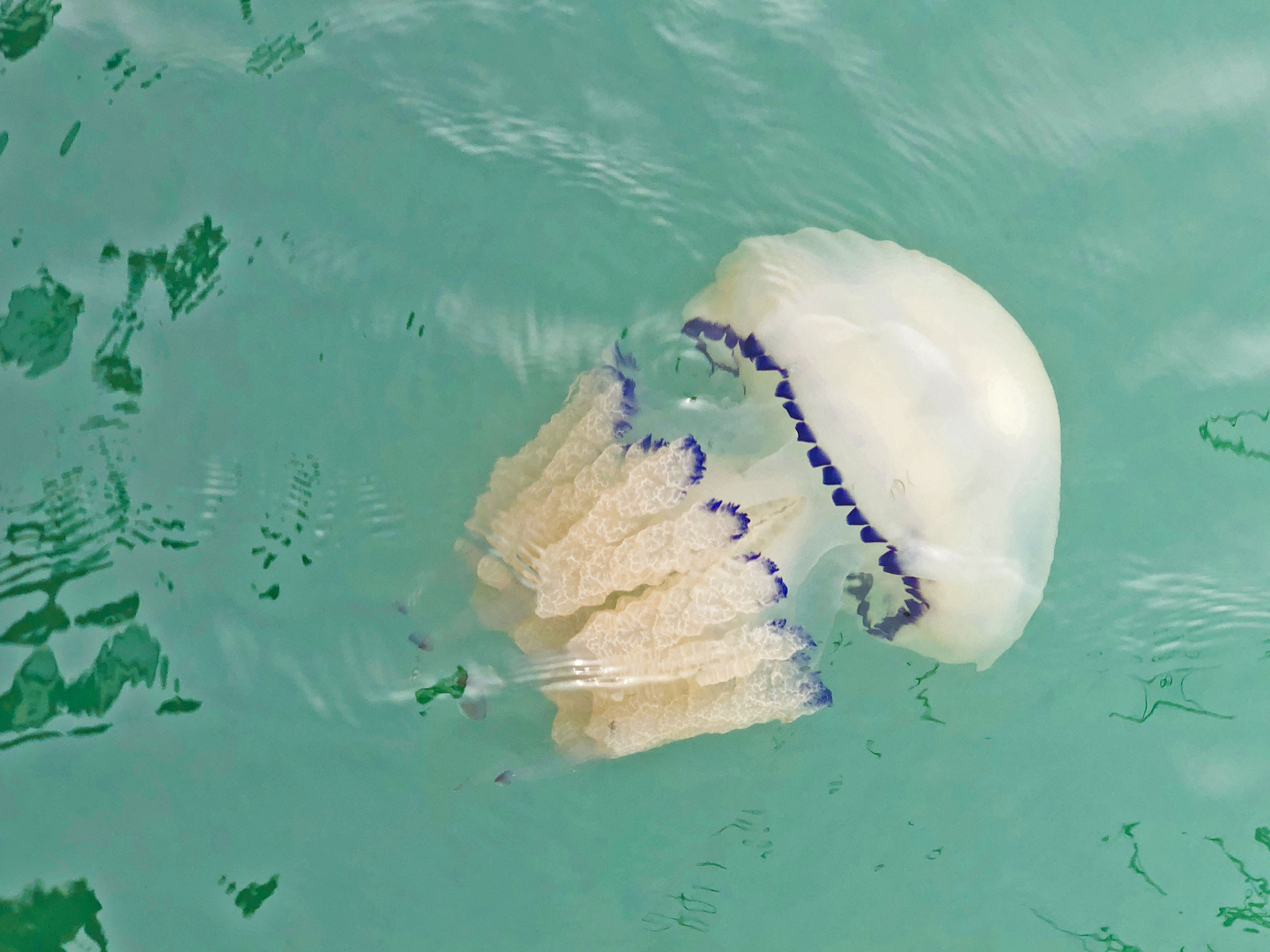 Rhizostoma Octopus In Venedig Ino